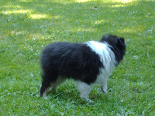 BLACK STONE Vesca Montana #sheltie