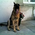 Borys #zwierzęta #pies #borys #ciekawe