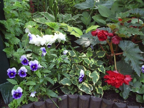 W moim ogrodzie #MÓJOGRÓD #przyroda #rośliny #kwiaty #lato #ogród