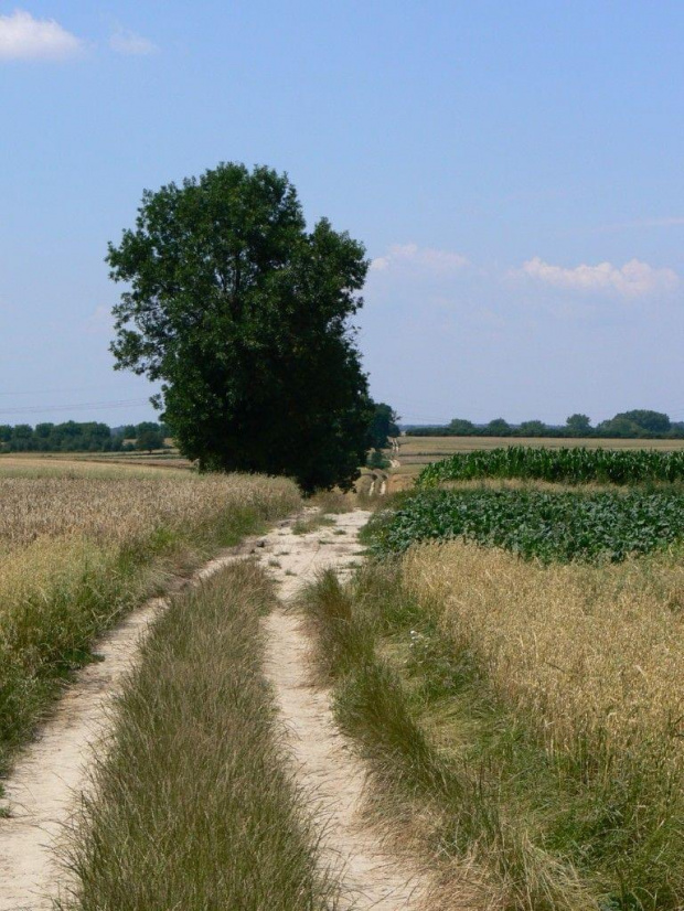 W drodze do Nałęczowa (okolice Garbowa)