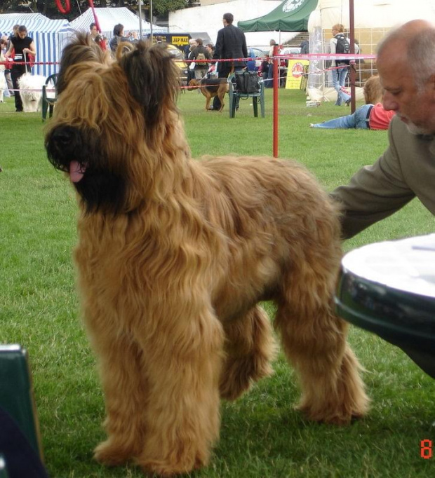 HARRY z FU #briard #briardy #pies #psy #wystawa