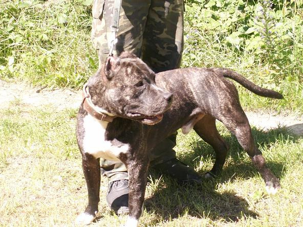 Sauron - bandog do adopcji w Gdyni...