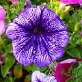 Violet Flower #kwiat