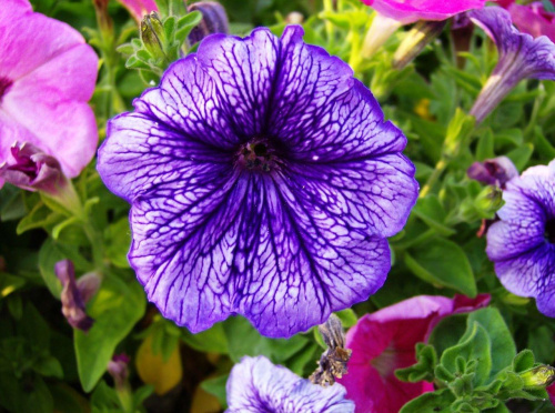 Violet Flower #kwiat