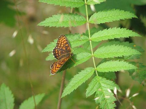 #Mazury #PuszczaPiska #Motyl