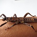 Calcarata