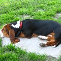 Na betonie wygodniej. #Boogie #BassetHound #pies #Bałtyk #morze