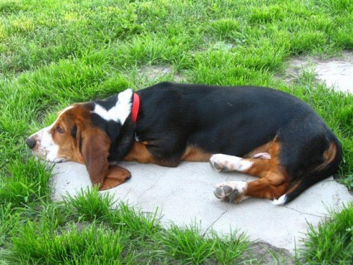 Na betonie wygodniej. #Boogie #BassetHound #pies #Bałtyk #morze