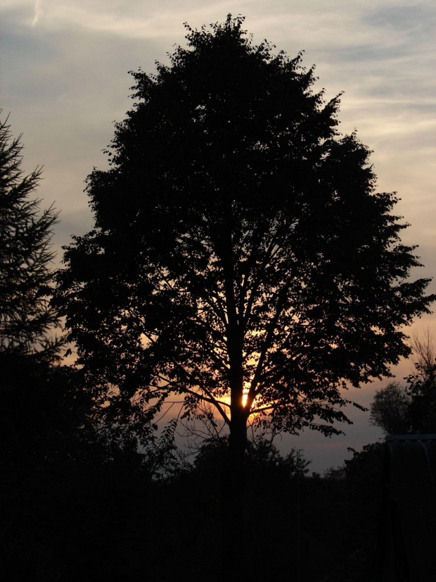 zachód słońca za drzewem #drzewo #ZachódSłońca #wieczór #ciekawe