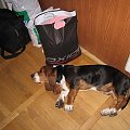 Żeby tylko nikt bagażu nie zajeb....! #Boogie #BassetHound #pies #Bałtyk #morze