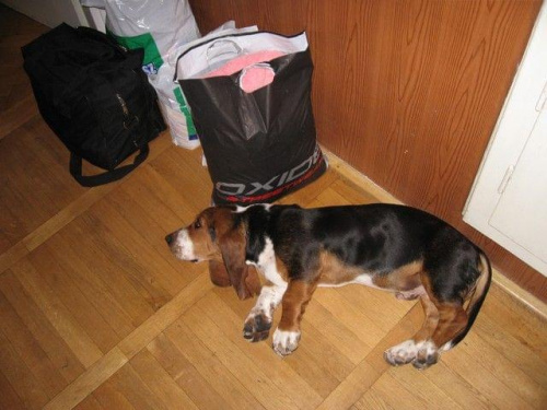 Żeby tylko nikt bagażu nie zajeb....! #Boogie #BassetHound #pies #Bałtyk #morze