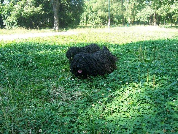 hungarian puli