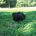 hungarian puli