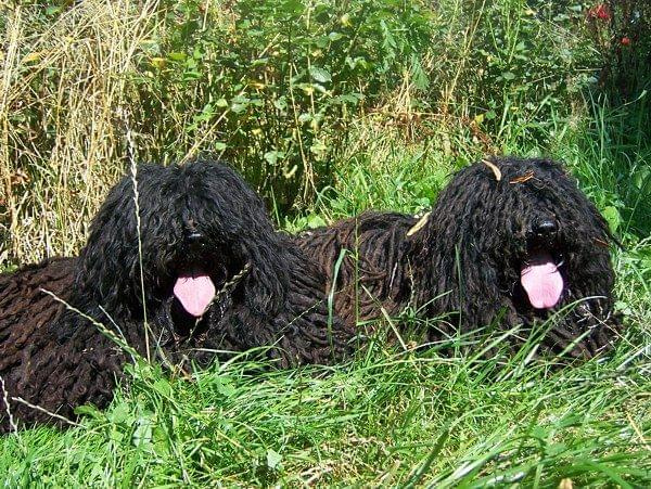 hungarian puli