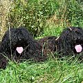 hungarian puli