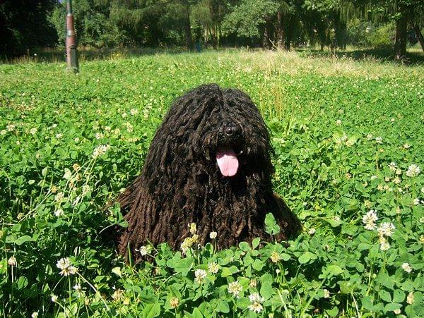 hungarian puli