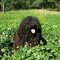 hungarian puli