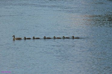 Rejs #JezioroRoś #Smętek