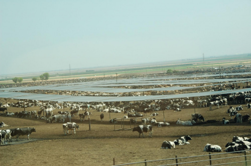 krowy te "ciągły się" kilka kilometrów przy autostradzie, Kalifornia #usa #wycieczka