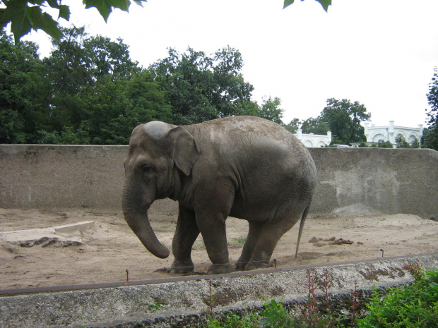 tańczący słoń we wrocławskim zoo :)