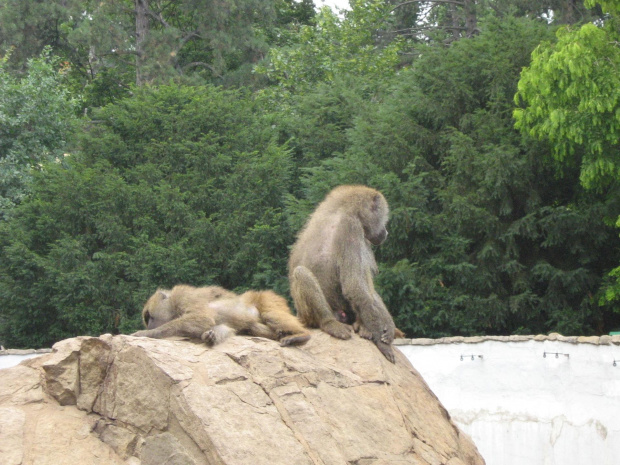 małpa we wrocławskim zoo :)