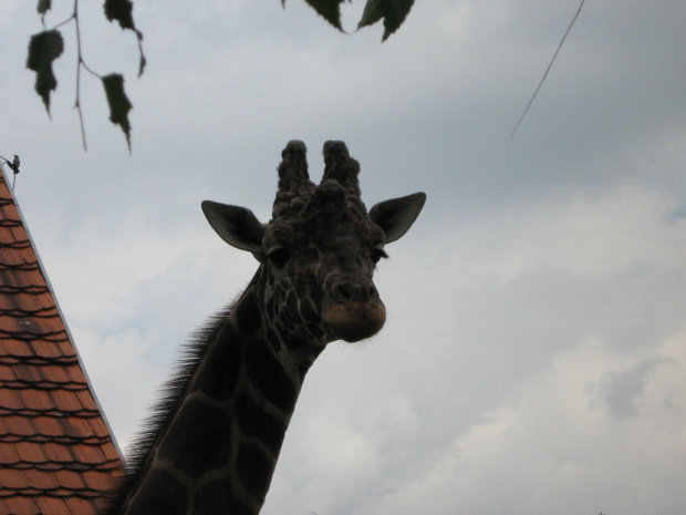 żyrafa w wrocławskim zoo :)