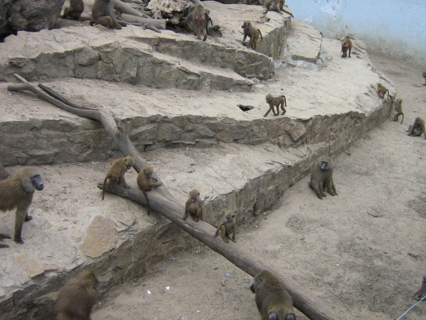 małpy na wybiegu we wrocławskim zoo :)