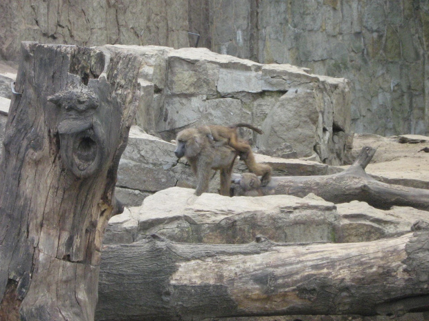 małpy na wybiegu we wrocławskim zoo :)