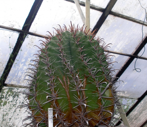 porządnie stary ferrak #kaktus #kolekcja #ferrocactus #szklarnia