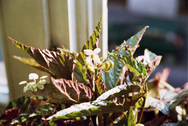 Moja begonia. Co za jedna... nikt nie wie :))) #TajemniczaBegonia