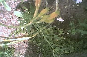 #KwiatyWPączku #KwiatyOgrodowe #liliowce