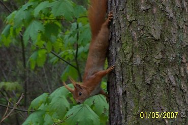 Rudy 103 #las #LasBielański #LasekBielański #LeśnePiękno #PięknaWiewiórka #PiękneZdjęcie #piękno #rudy #Rudy102 #wiewiórka #WiewiórkaWLesie #WiewiórkaWLesieBielańskim #ZdjęcieWiewiórki #PiękneZdjęcieWiewiórki #WiewiórkaRuda #lasek