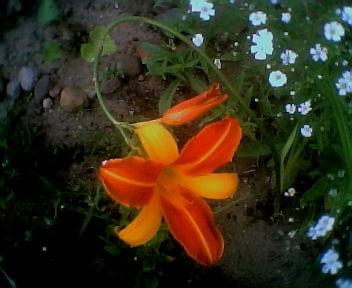 #liliowiec #KwiatyOgrodowe #kwiaty #KwiatyDoSkalniaka #FransHals