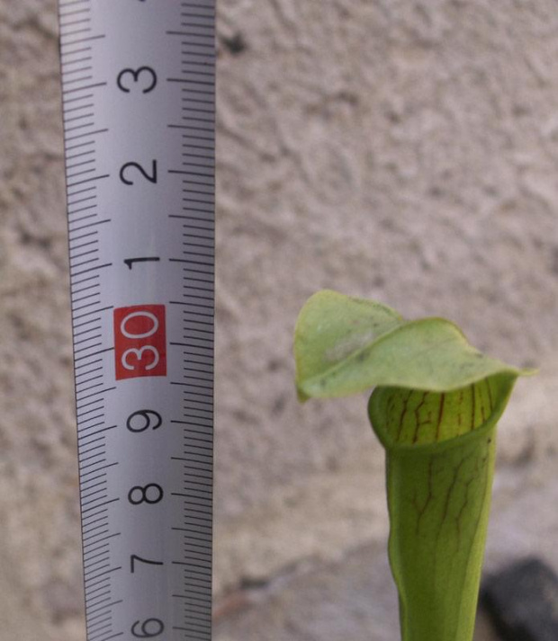 Sarracenia rubra ssp. gulfensis