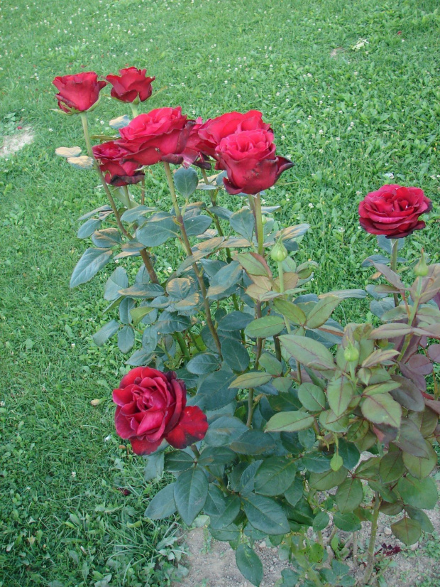 Czerwone róże #rośliny #kwiaty #róże