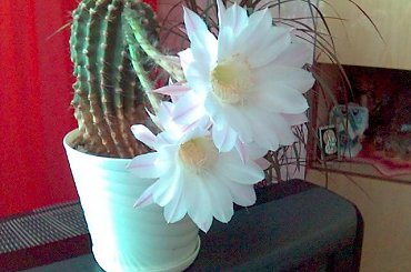 Oto kwiat kaktusa który kwitnie raz do roku by przez pół dnia cieszyc oko. #KwiatekKaktusika #kaktus #kwiat #bialy #dzien #rok