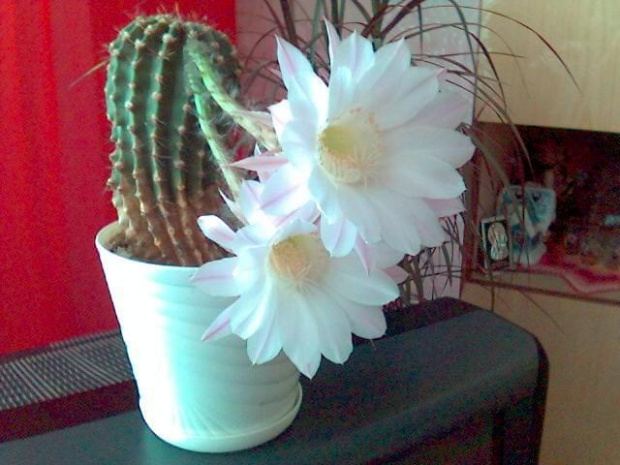 Oto kwiat kaktusa który kwitnie raz do roku by przez pół dnia cieszyc oko. #KwiatekKaktusika #kaktus #kwiat #bialy #dzien #rok