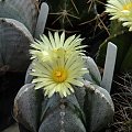 Astrophytum myriostigma