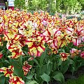 TULIPANY