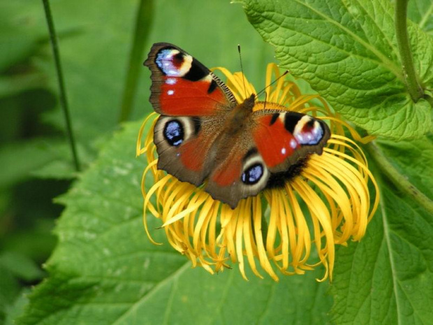 Motyl, w drodze na wyciąg #karpacz #wakacje #motyl