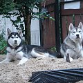 Draco i Schnappi... ojciec z synem :P