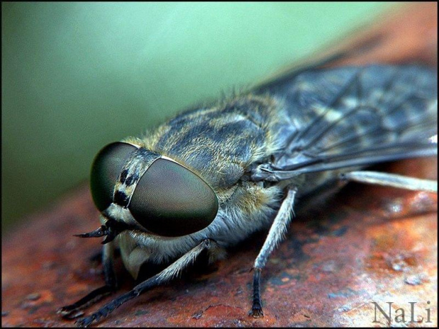 bąk brązowy (Tabanus sudeticus)