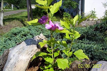 kwiaty mojej wsi :) #wieś #kwiaty #moja #ogród