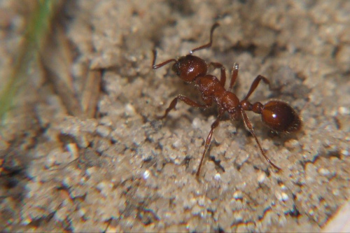 Mrówka 3