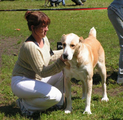 CAO SUKI KLASA POŚREDNIA