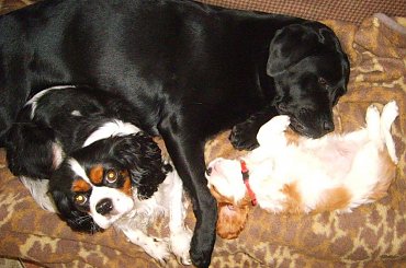 PANKRACY w nowym domu - mam swoje miejsce na kanapie ! #Ola #Cherry #szczeniaki #Pankracy #cavalier