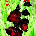Black Beauty #gladiole2007