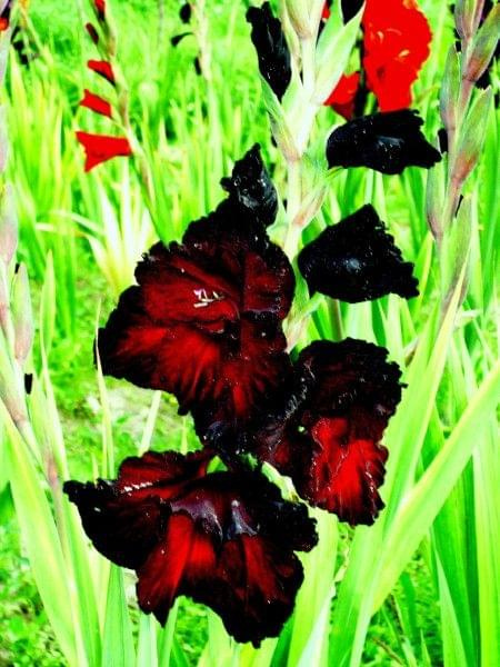 Black Beauty #gladiole2007