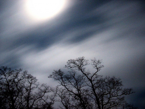 Pełnia księżyca #noc #księżyc #widok #drzewa #natura #przyroda
