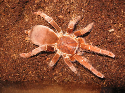 C.Crawshai